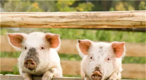 饲养密度对猪群健康与猪舍环境的影响