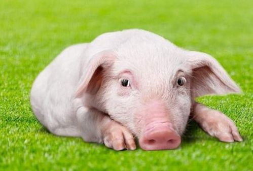 生肖猪的朋友，12月将有贵人来圆你20年的愿望，看看他是谁