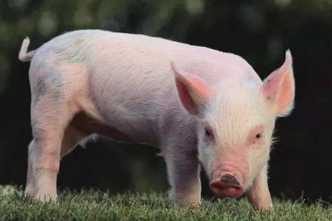 1995年属猪人2021年婚配运势解析 26岁本命年宜谨慎