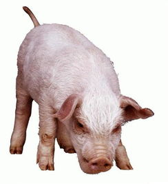 猪与黄牛 常见家畜的科普介绍