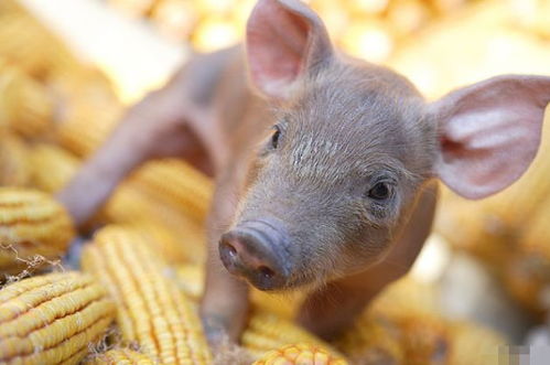 4月23号，属猪人需谨慎应对潜在挑战