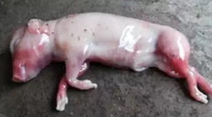 解析母猪死胎增多的十大原因 山东绿都-猪博士的专业视角