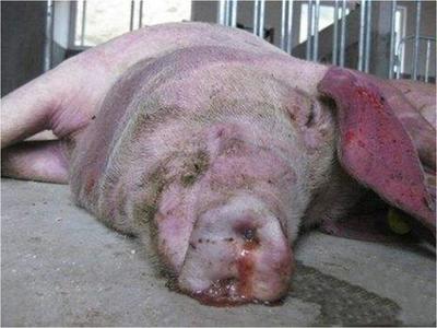 猪咳嗽喘气总治不好？专家教你一招，科学治愈呼吸道疾病