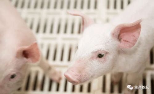 属猪者六月提醒 以静制动，转忧为安