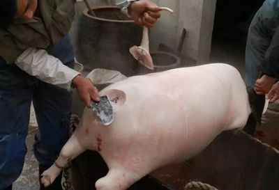 猪羊之间 那些年，我们守在锅边的童年滋味