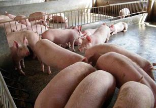 广西兴宾区畜牧水产部门5人因生猪检疫失职被立案调查