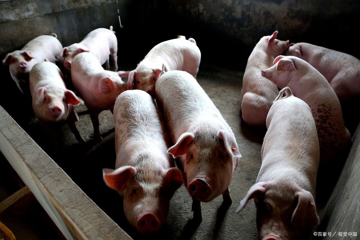 生猪出栏在即 60元/公斤养猪实录与图像全览