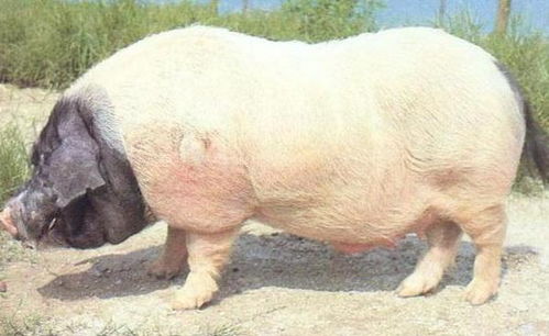 华中两头乌猪与羊的特色养殖与价值