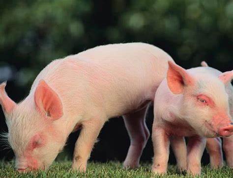 猪股大幅反弹的背后 猪价见底了吗？