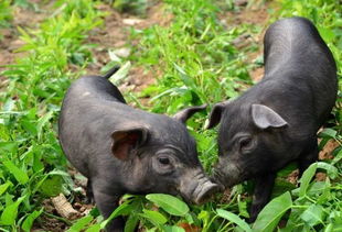 猪与黄牛 中华数千年定居农耕的基石