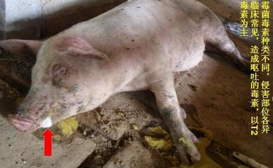 猪呕吐是怎么回事儿？这5种原因，其中有一个是大麻烦！