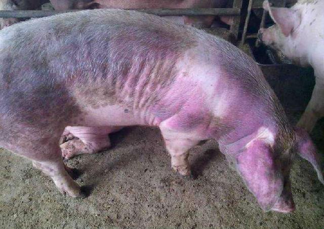 猪蓝耳病的快速治疗方案及预防措施——养猪人必读